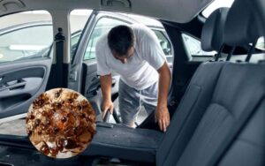 How To Get Rid of Ants in Car