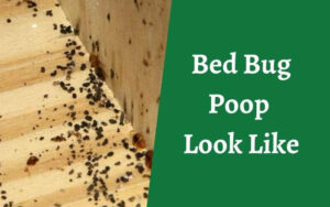 What Does Bed Bug Poop Look Like