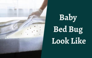 What Does a Baby Bed Bug Look Like