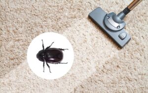 How To Get Rid of Carpet Beetles Naturally